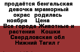 продаётся бенгальская девочка(мраморный окрас).родилась 5ноября, › Цена ­ 8 000 - Все города Животные и растения » Кошки   . Свердловская обл.,Нижний Тагил г.